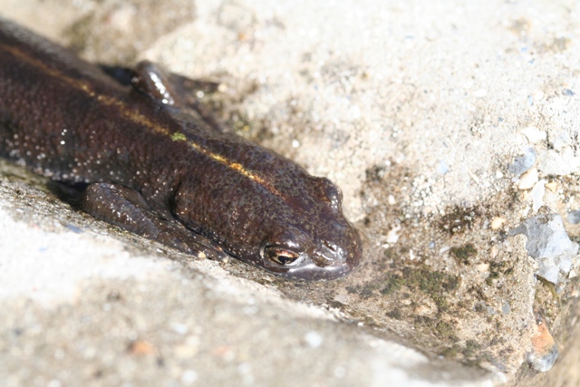 Salamandra pezzata e tritone puntato,crestato,alpino.